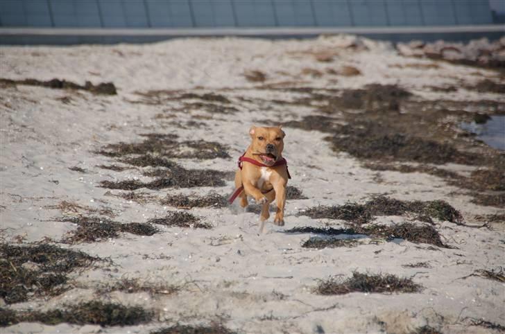 Amerikansk staffordshire terrier Frigg billede 19