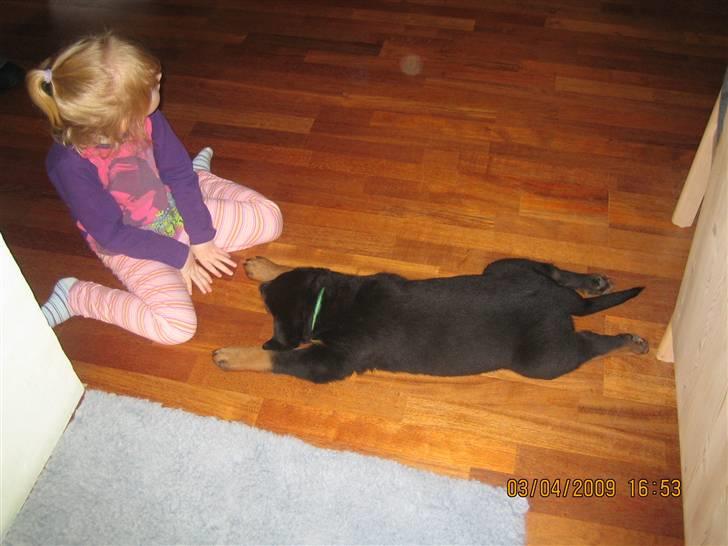 Rottweiler Baloo - Hårdt at komme hjem billede 3