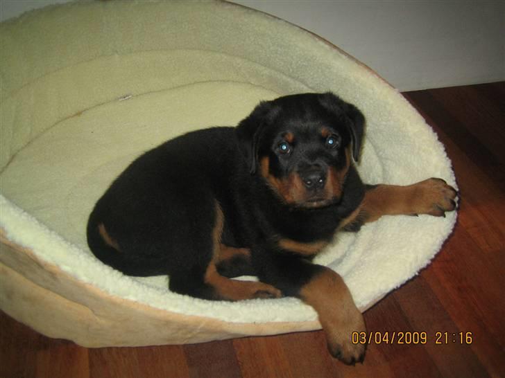 Rottweiler Baloo - Afprøver lige sin kurv billede 4