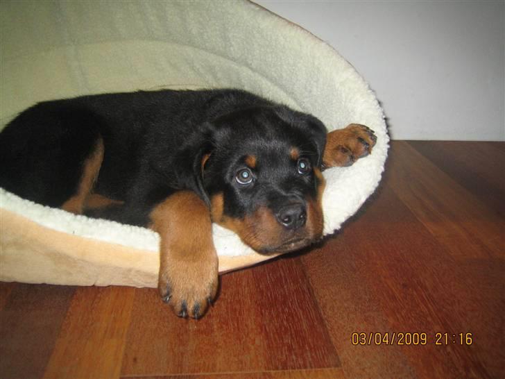 Rottweiler Baloo - Skøn Kurv billede 5