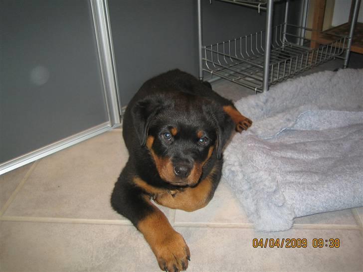Rottweiler Baloo - Baloo billede 6