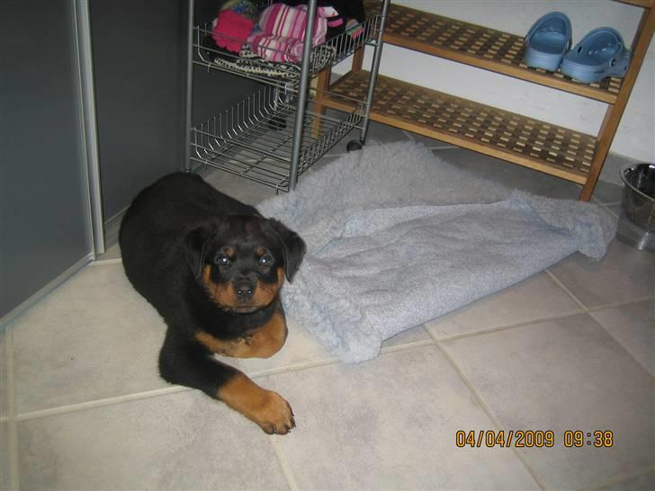 Rottweiler Baloo - Baloo billede 7