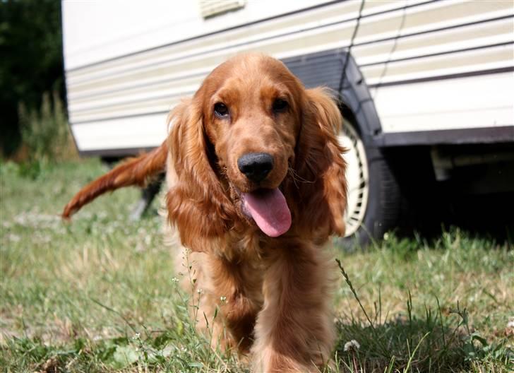 Cocker spaniel alfred (fredo) - alfred på camping billede 1