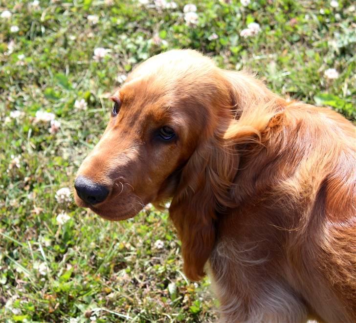 Cocker spaniel alfred (fredo) billede 2