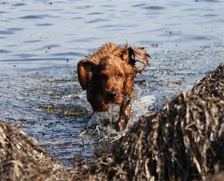 Cocker spaniel alfred (fredo) billede 3