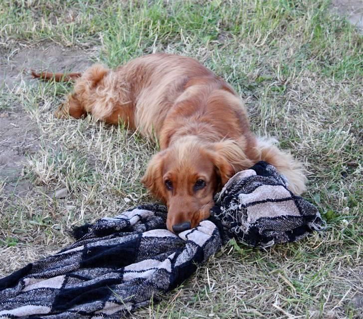 Cocker spaniel alfred (fredo) - det ca sådan man ser ud når man har stjålet et tæppe man ikke måtte billede 4