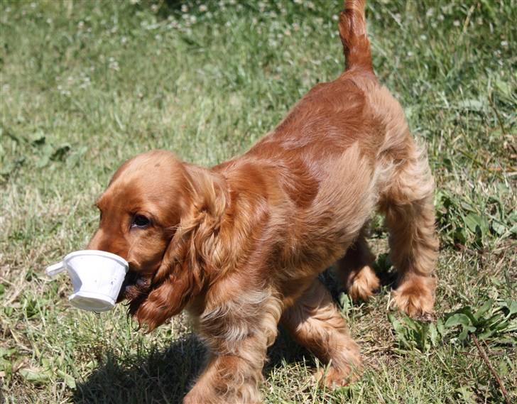 Cocker spaniel alfred (fredo) - lusker afstec med sit nye fund billede 5