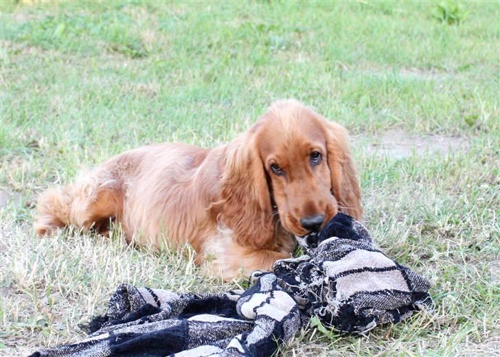 Cocker spaniel alfred (fredo) billede 6