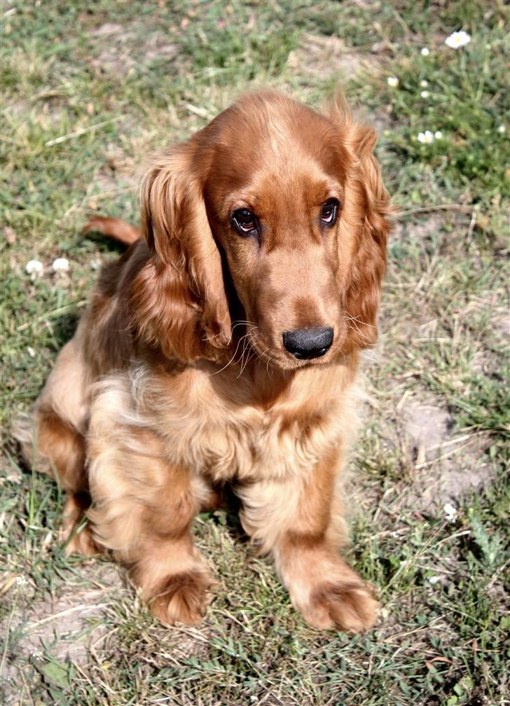 Cocker spaniel alfred (fredo) billede 7