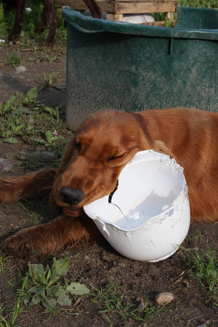 Cocker spaniel alfred (fredo) billede 8