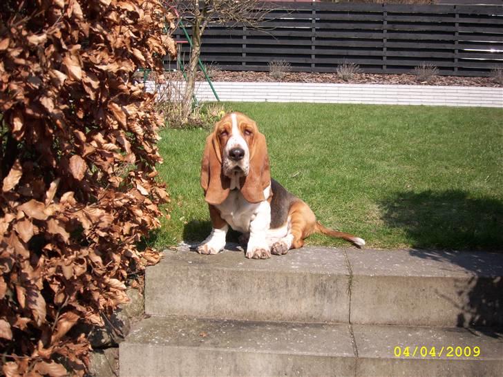 Basset hound Ludvig - Hej med jer! billede 1