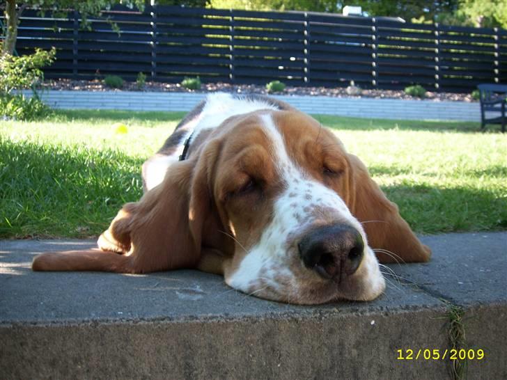Basset hound Ludvig - Lidt træt er man vel altid... billede 2