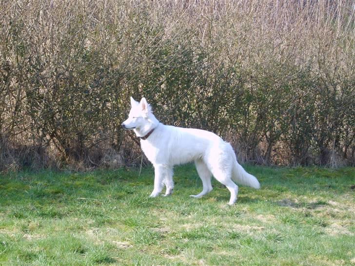 Hvid schæfer Sandy - Hvad var det? billede 9
