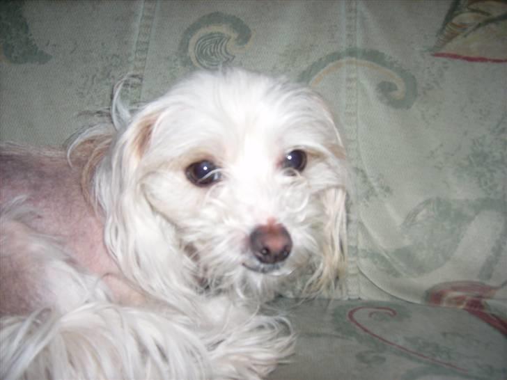 Chinese crested hårløs Viktor (R.I.P ): billede 1