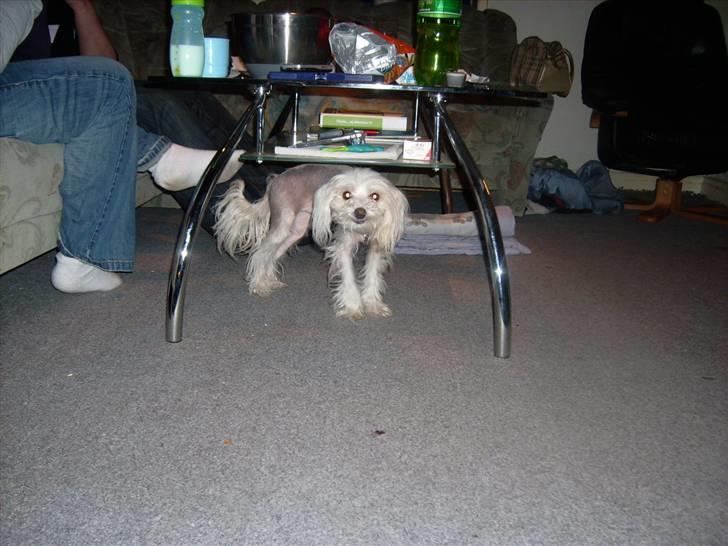 Chinese crested hårløs Viktor (R.I.P ): billede 2