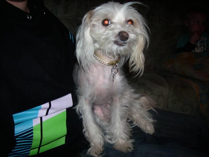 Chinese crested hårløs Viktor (R.I.P ): billede 3