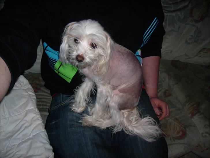 Chinese crested hårløs Viktor (R.I.P ): billede 4