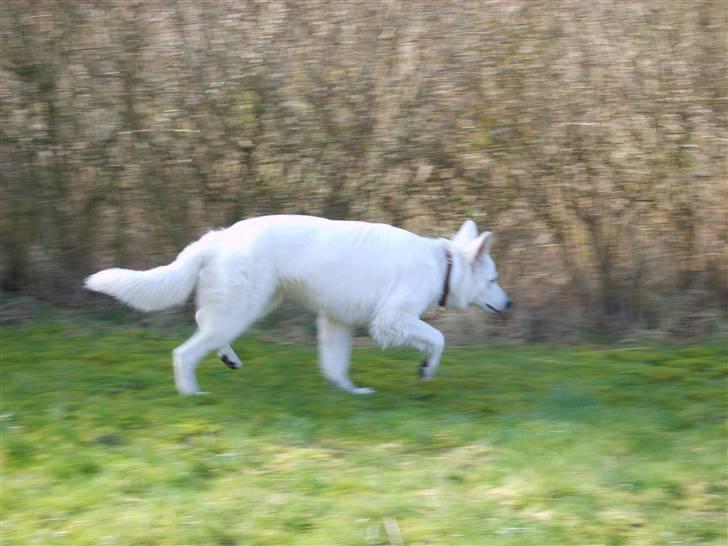 Hvid schæfer Sandy - hvad er det? det dufter godt. billede 10
