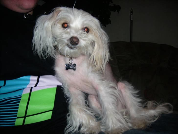 Chinese crested hårløs Viktor (R.I.P ): billede 5