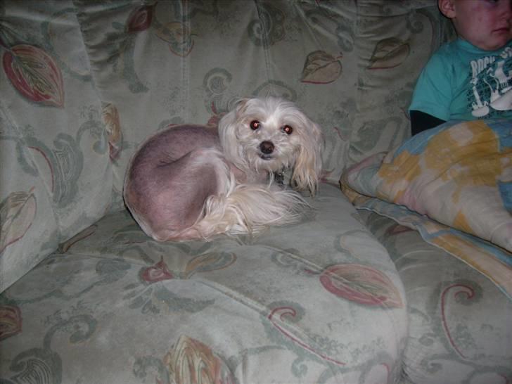 Chinese crested hårløs Viktor (R.I.P ): billede 6