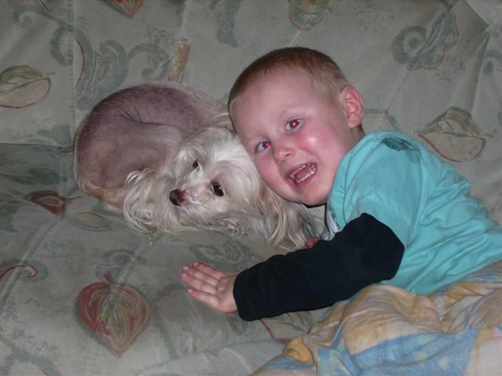 Chinese crested hårløs Viktor (R.I.P ): billede 7