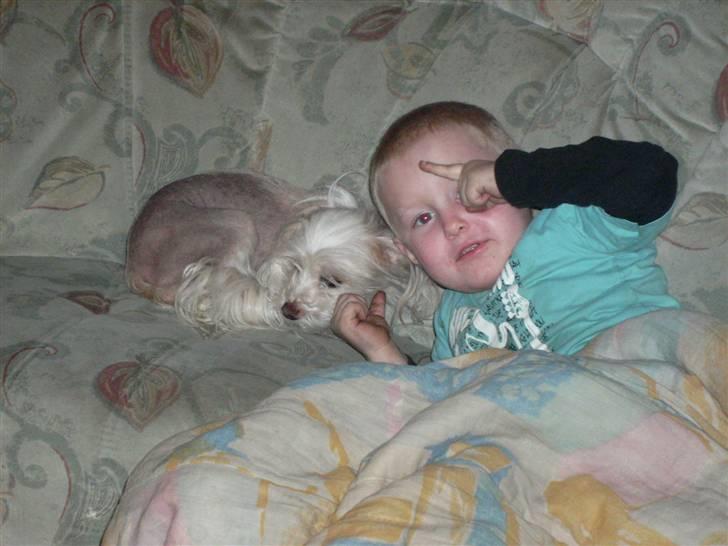 Chinese crested hårløs Viktor (R.I.P ): billede 8