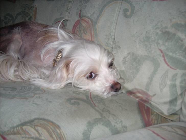 Chinese crested hårløs Viktor (R.I.P ): billede 9