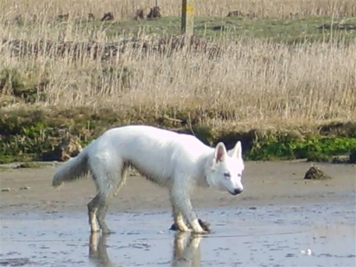 Hvid schæfer Sandy - så er jeg færdig med at jagte måger. billede 11