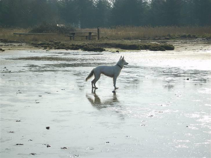 Hvid schæfer Sandy billede 12