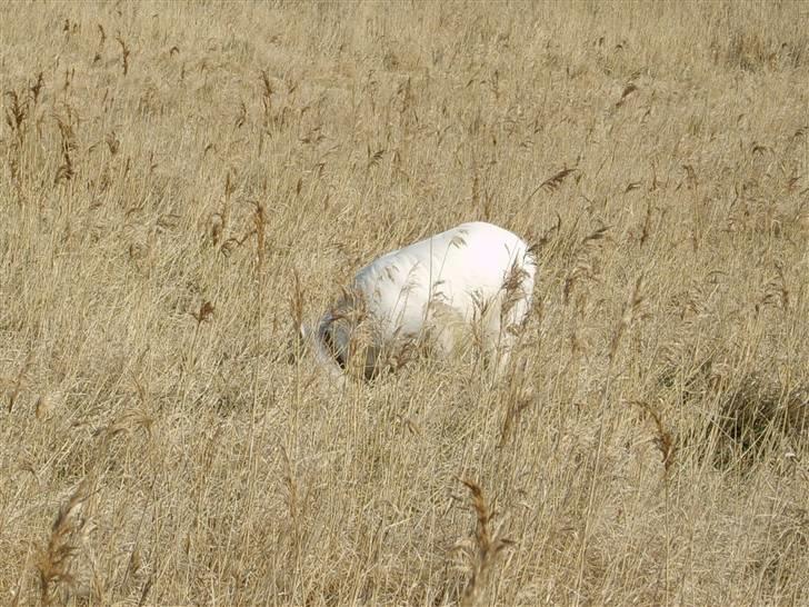 Hvid schæfer Sandy - Se mor jeg kan næsten gemme mig her. billede 13