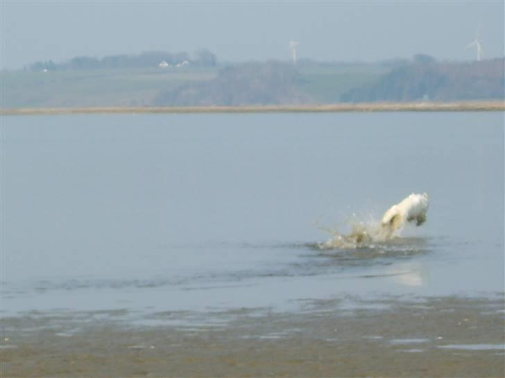 Hvid schæfer Sandy - så er måge jagten gået ind. billede 14
