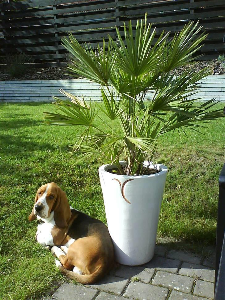 Basset hound Ludvig - Nyder solen i skyggen af palmetræet. billede 3