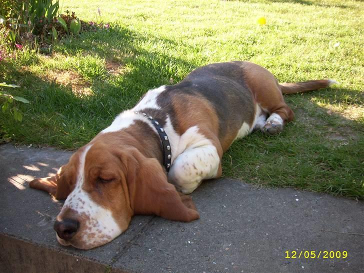 Basset hound Ludvig - En plads i skyggen... billede 4