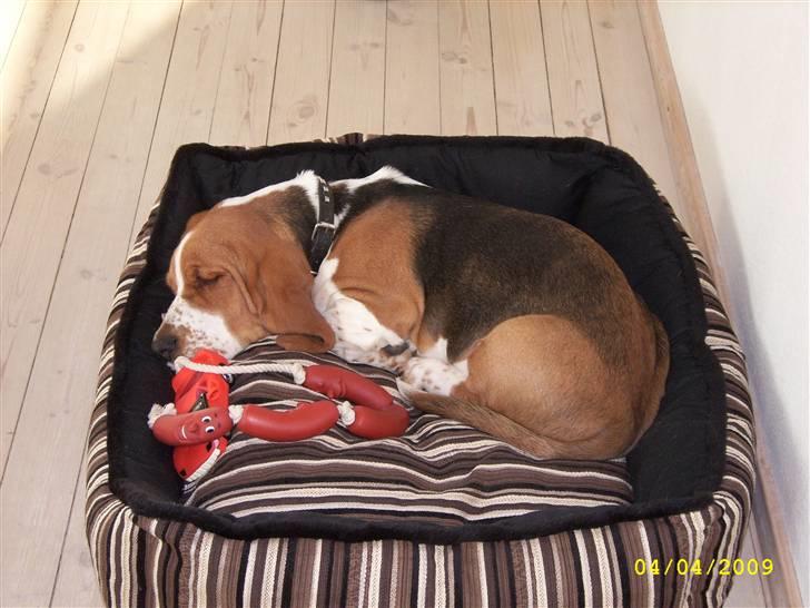 Basset hound Ludvig - Mere afslapning! billede 5