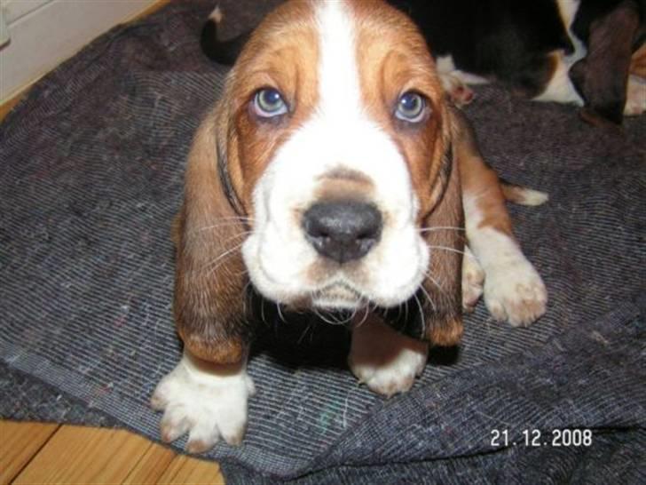 Basset hound Ludvig - Som lille hvalp - næsten 2 mdr. billede 6