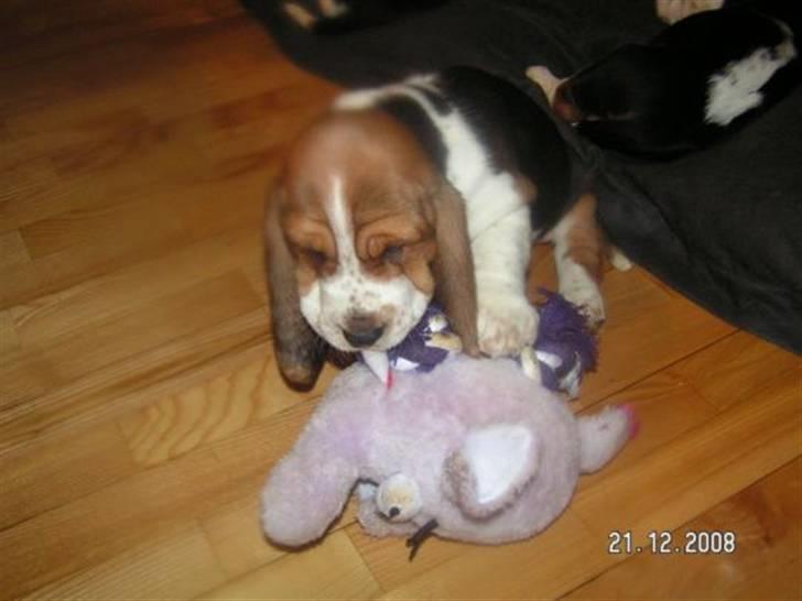 Basset hound Ludvig - Som lille hvalp - næsten 2 mdr. billede 7