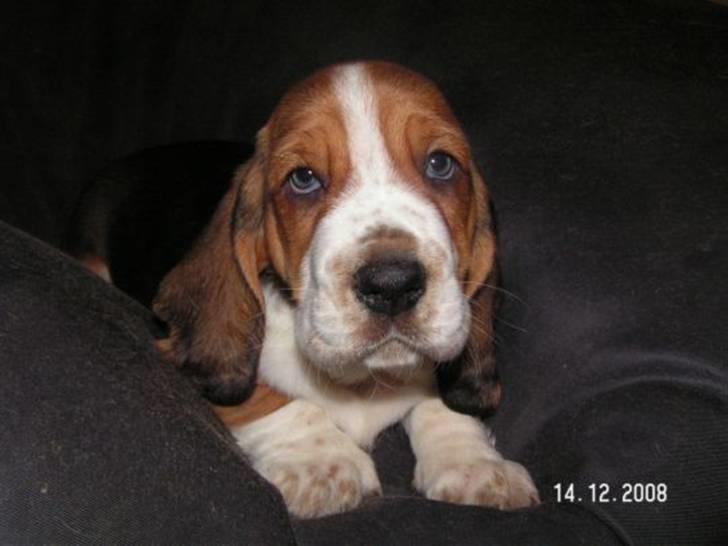 Basset hound Ludvig - Som lille hvalp - næsten 2 mdr. billede 8