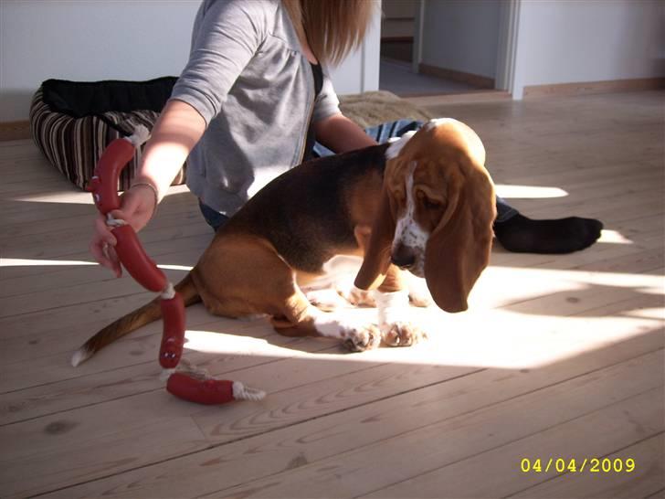 Basset hound Ludvig - Prøver at fange pølse-snoren... billede 9
