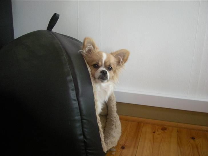 Papillon simba billede 6