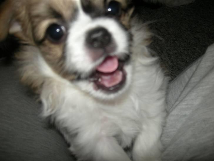 Papillon simba billede 7