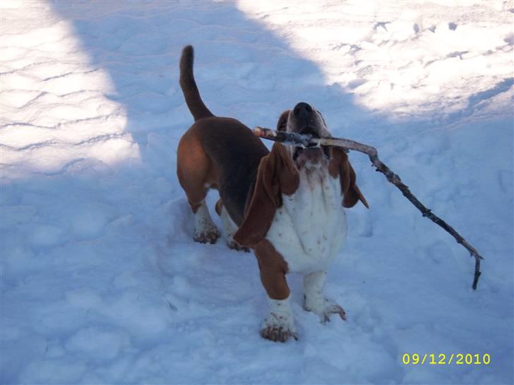 Basset hound Ludvig - Vinter 2010 og en herlig pind fra skoven billede 10