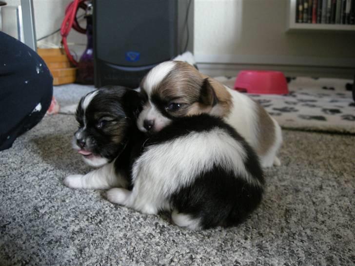 Papillon simba - mig og min bror tiki billede 8