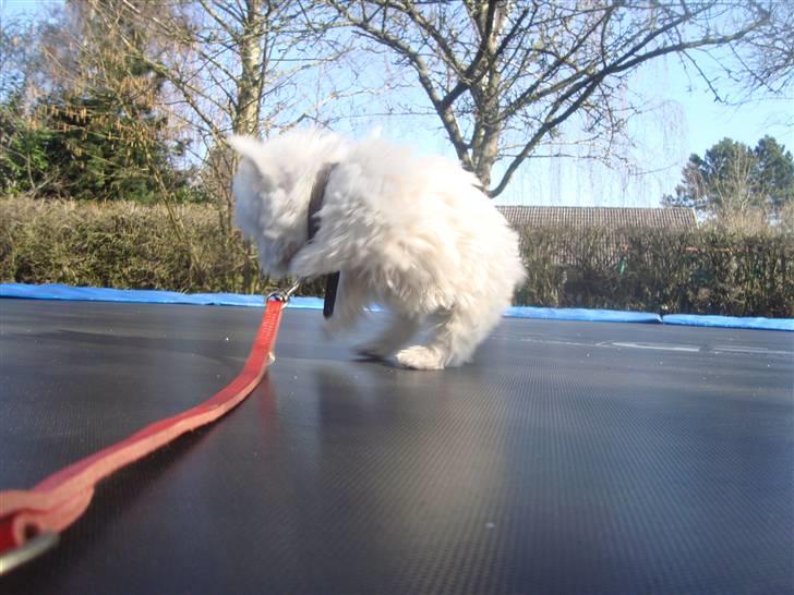 West highland white terrier Mille <3 *TI UGER IDAG!* - Jeg ELSKER trampoliner xD billede 7