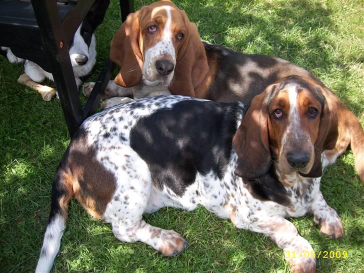 Basset hound Ludvig - Sommer hygge sammen med faster Emma i haven. billede 11