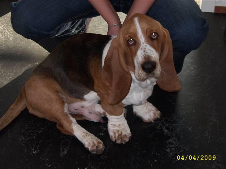Basset hound Ludvig - Lidt betuttet i nye omgivelser billede 12