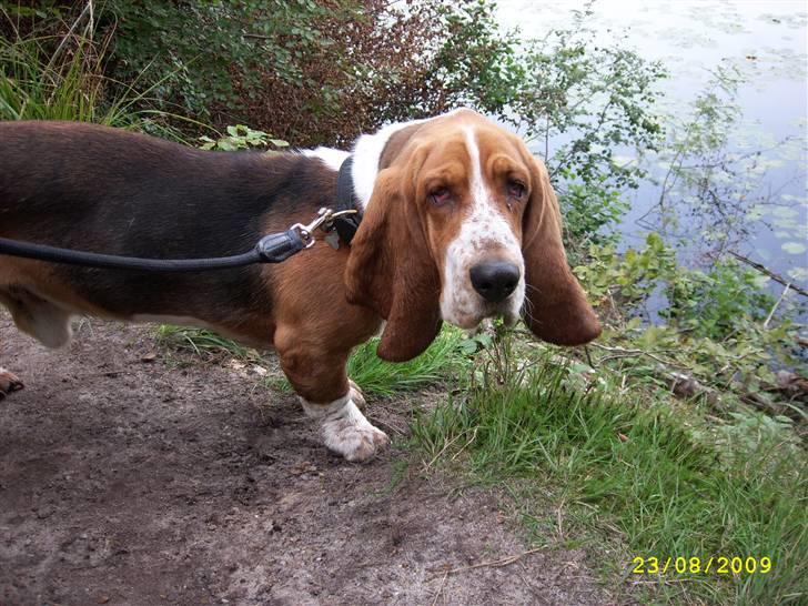 Basset hound Ludvig - På opdagelse i skoven. billede 13