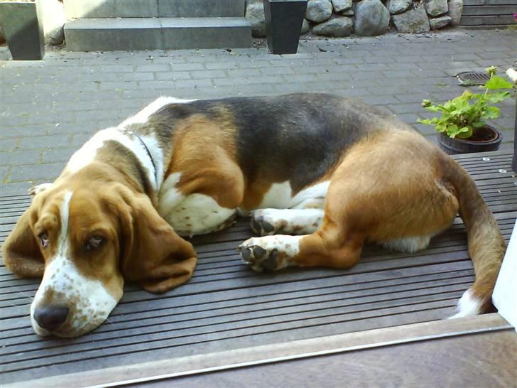 Basset hound Ludvig billede 14