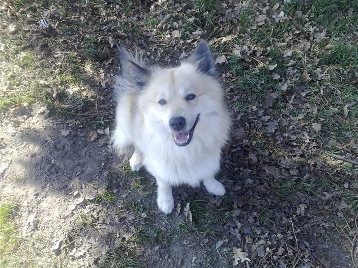 Islandsk fårehund Silver fra "Godrumgaard" billede 9