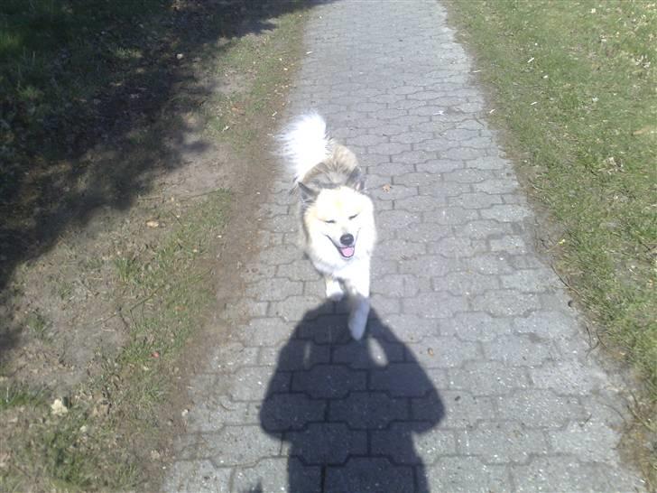 Islandsk fårehund Silver fra "Godrumgaard" billede 10