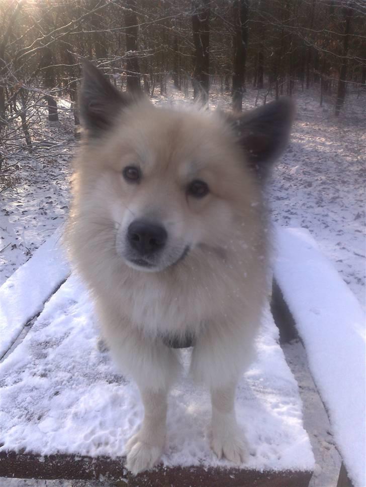 Islandsk fårehund Silver fra "Godrumgaard" billede 11
